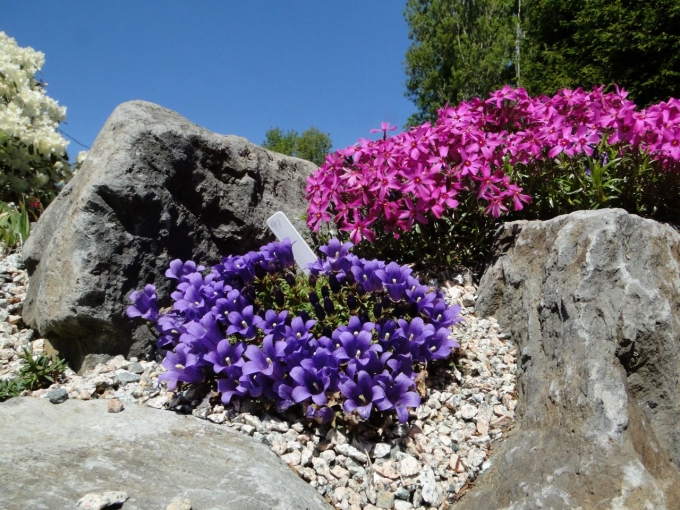DSC06877.jpg