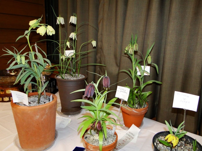 Fritillaria.jpg