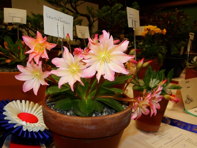 Lewisia_tweedyi.jpg