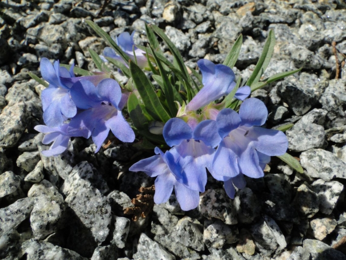 Penstemon_uintahensis.jpg