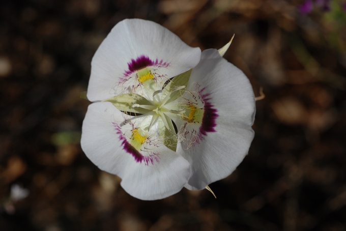 Calochortus_euricarpus_Oregon.jpg