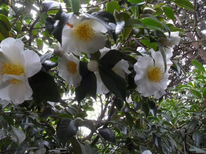 Camellia_japonica_SAM-0636.jpg