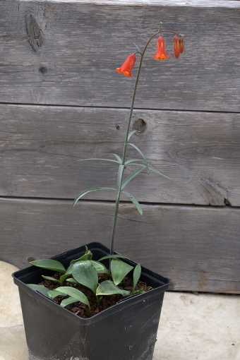 Fritillaria_recurva_Grown_from_seed.jpg