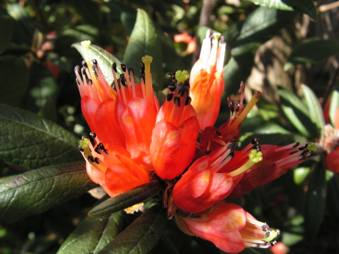 Rhododendron_spinuliferum2.jpg