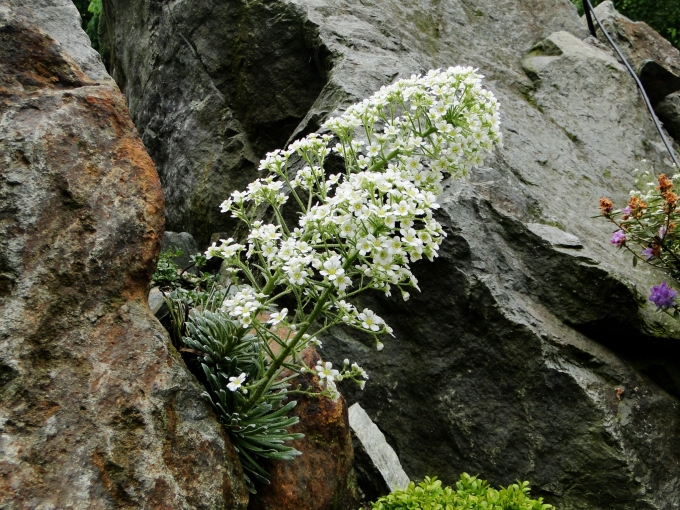 Saxifraga_longifolia.jpg