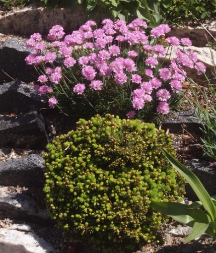 Thrift_and_Picea_abies_Malena_crevice_garden.jpeg