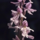 Amerorchis_rotundifolia_British_Columbia.jpg