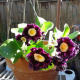 Auricula.png