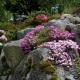 Phlox-and-rhododendrons-DS.jpg