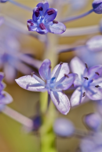 Scilla_flower.jpg