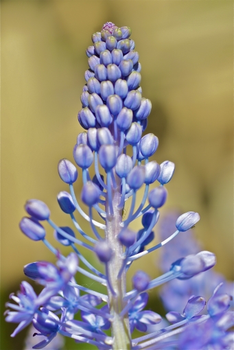 Scilla_spike.jpg