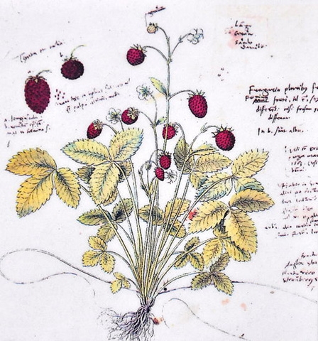 fragaria_vesca.jpg